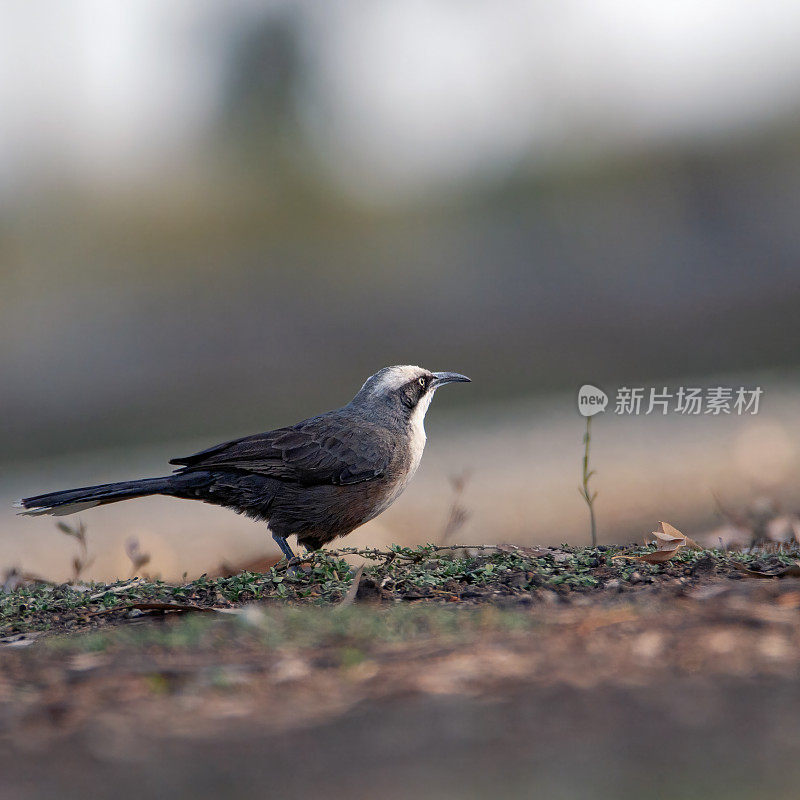 白眉鹦鹉(Pomatostomus superciliosus)